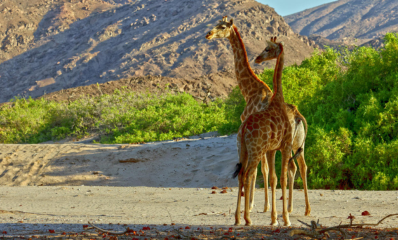 Desert Adapted Giraffes